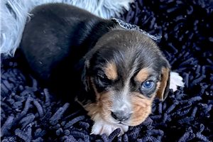 Rollo - Beagle for sale
