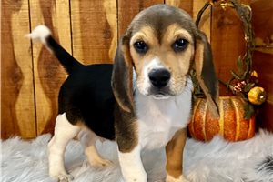 Scout - puppy for sale