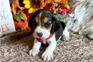 Rupert - Beagle for sale
