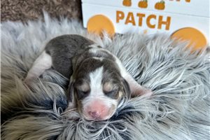 Beckham - Beagle for sale