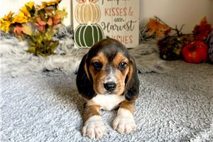 Rollo - Beagle for sale