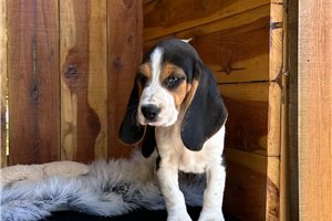 Marrone - puppy for sale