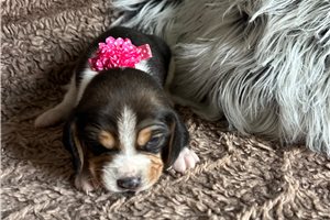 Kristen - Beagle for sale