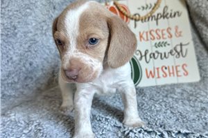 Beckett - Beagle for sale