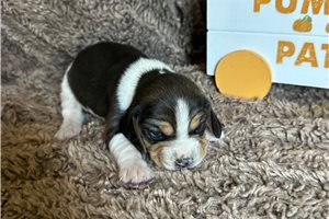 Kristen - Beagle for sale
