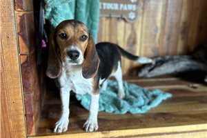 Madison - puppy for sale