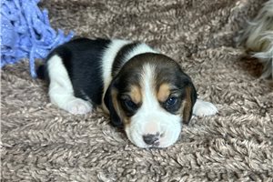Mena - Beagle for sale