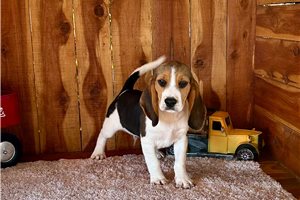 Mario - Beagle for sale
