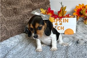 Catherine - Beagle for sale