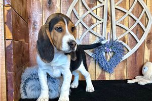 Donovan - Beagle for sale
