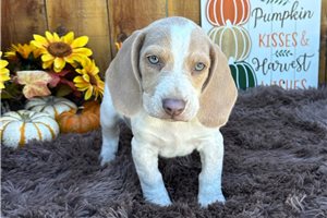 Beckett - Beagle for sale