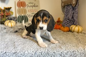 Rupert - Beagle for sale