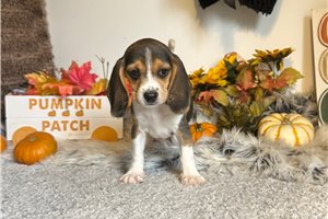 Kristen - puppy for sale