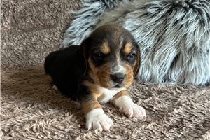Rollo - Beagle for sale