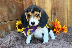 Rupert - Beagle for sale
