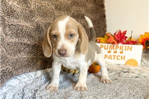 Beckett - Beagle for sale