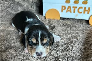 Bruno - Beagle for sale