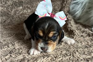 Catherine - Beagle for sale