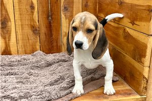 Nevaeh - Beagle for sale