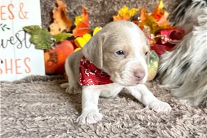 Beckett - Beagle for sale
