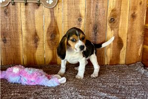 Nevaeh - Beagle for sale