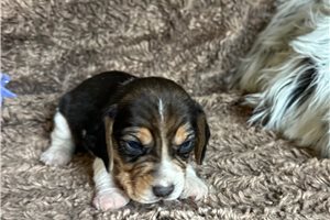 Bruno - Beagle for sale