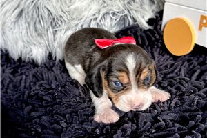 Rupert - Beagle for sale