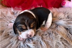 Noah - puppy for sale