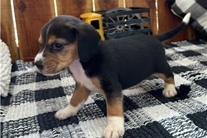 Muffin - puppy for sale