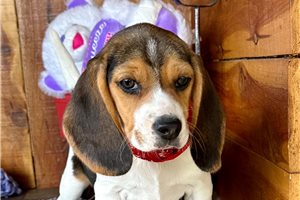 Nevaeh - puppy for sale