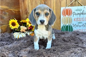 Beth - Beagle for sale