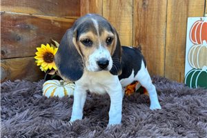 Jonah - Beagle for sale