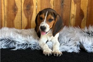 Shane - Beagle for sale
