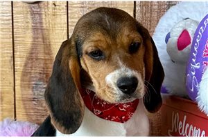 Madison - Beagle for sale