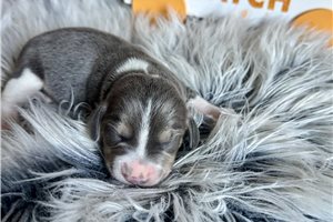 Betsy - Beagle for sale