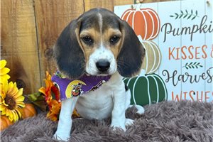 Jonah - Beagle for sale
