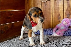 Mila - Beagle for sale