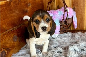 Naomi - Beagle for sale