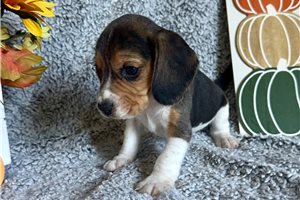 Bruno - Beagle for sale