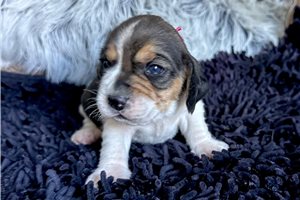 Naomi - Beagle for sale