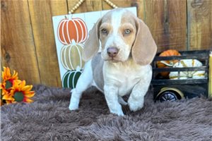 Beckett, a Beagle puppy