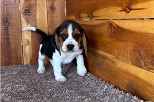 Melody - Beagle for sale