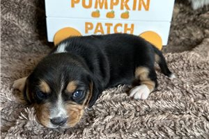 Rollo - Beagle for sale