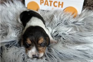 Ullf - Beagle for sale
