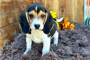 Rupert - Beagle for sale