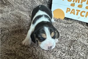 Mena - Beagle for sale