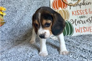 Jonah - Beagle for sale