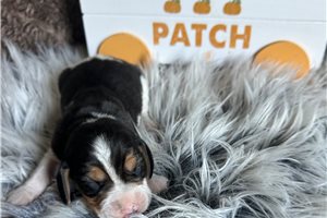 Mena - Beagle for sale