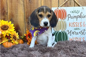 Jonah - Beagle for sale