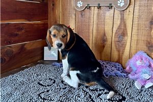 Madison - Beagle for sale